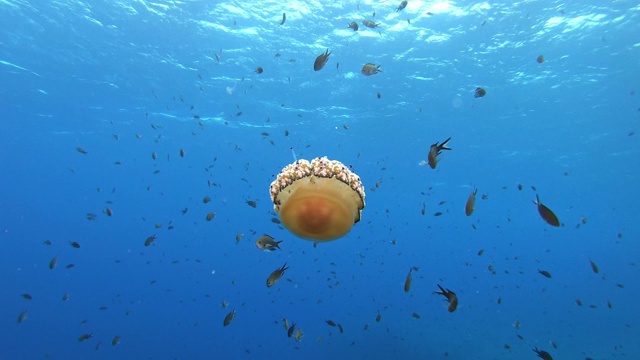 水下场景-水母在干净的海水中视频素材