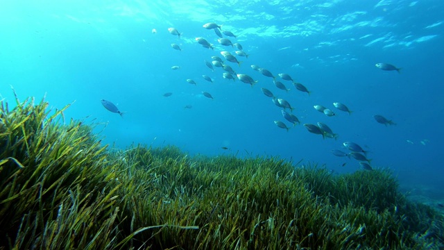 海底景观-非常绿色的波西多尼亚海藻视频素材