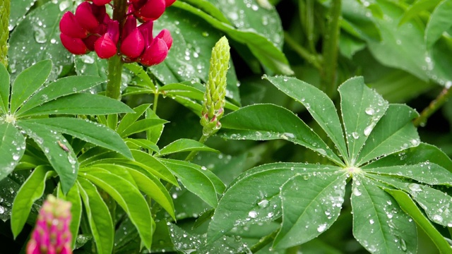 羽扇豆花和叶子上有雨滴视频素材