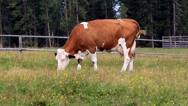 牛吃草视频素材