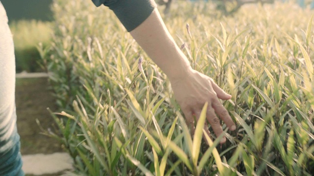 在夏日的草地上行走的妇女，她的手在阳光下抚摸着草地的顶部，慢镜头4k视频视频素材