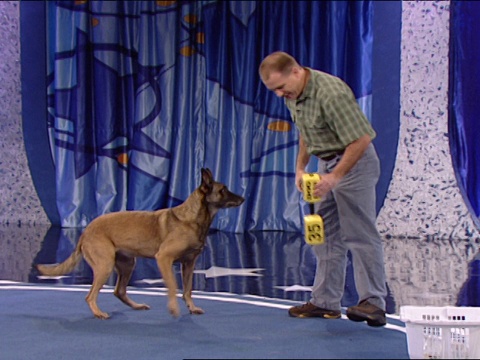 一只德国牧羊犬用后腿走路时嘴里叼着一个杠铃。视频素材
