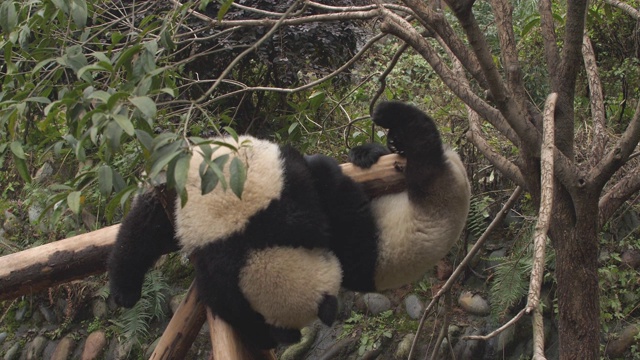 可爱的大熊猫在中国视频素材