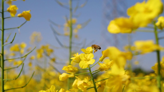 一只蜜蜂在黄色的迎春花上盘旋视频下载
