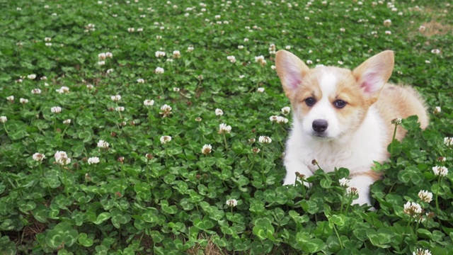一只可爱的柯基小狗在户外草地上玩耍视频素材