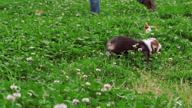 可爱的小狗柯基狗的家庭在户外草地上奔跑视频素材