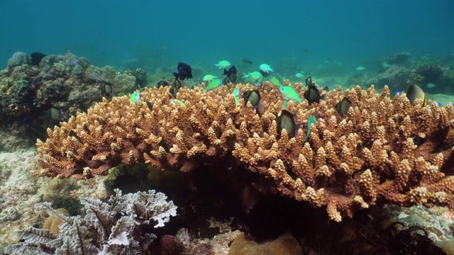 珊瑚礁和水下的鱼。Camiguin、菲律宾视频下载