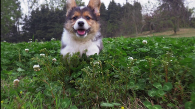 一只可爱的柯基小狗跑向草地上的摄像机视频素材