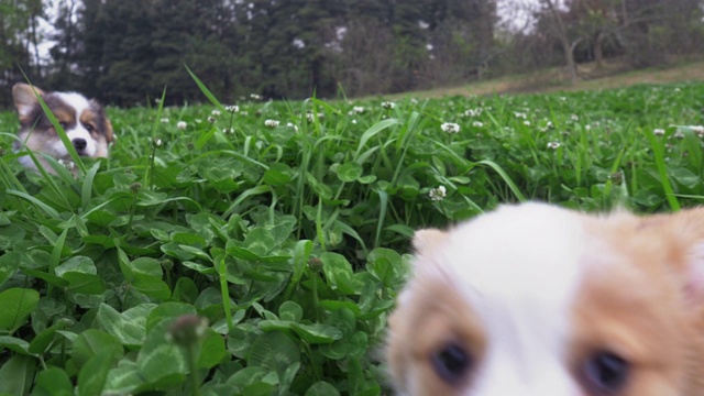 快乐可爱的小狗柯基在草地上奔跑视频素材