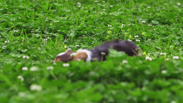 两只快乐的柯基小狗在草地上玩耍视频素材