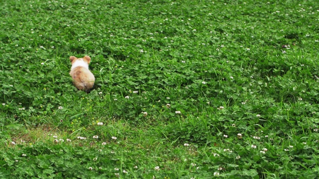 可爱可爱的小狗柯基在草地上奔跑玩耍视频素材