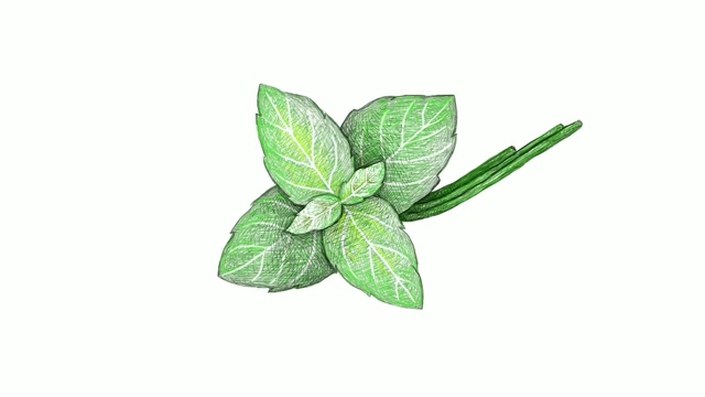 手绘的新鲜罗勒植物视频剪辑视频下载