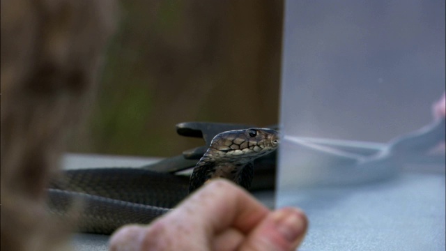 一位科学家正在研究一条吐槽眼镜蛇是如何跟踪移动目标的。视频素材