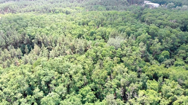 松树林，无人机鸟瞰图。顶视图在松林公园的森林树木视频素材