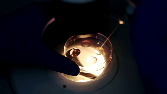 胚胎学家用手研究人类细胞。在体外受精。视频下载