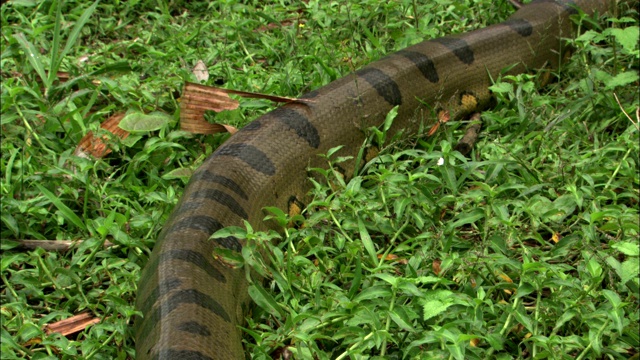 一条蟒蛇在草丛中爬行。视频素材