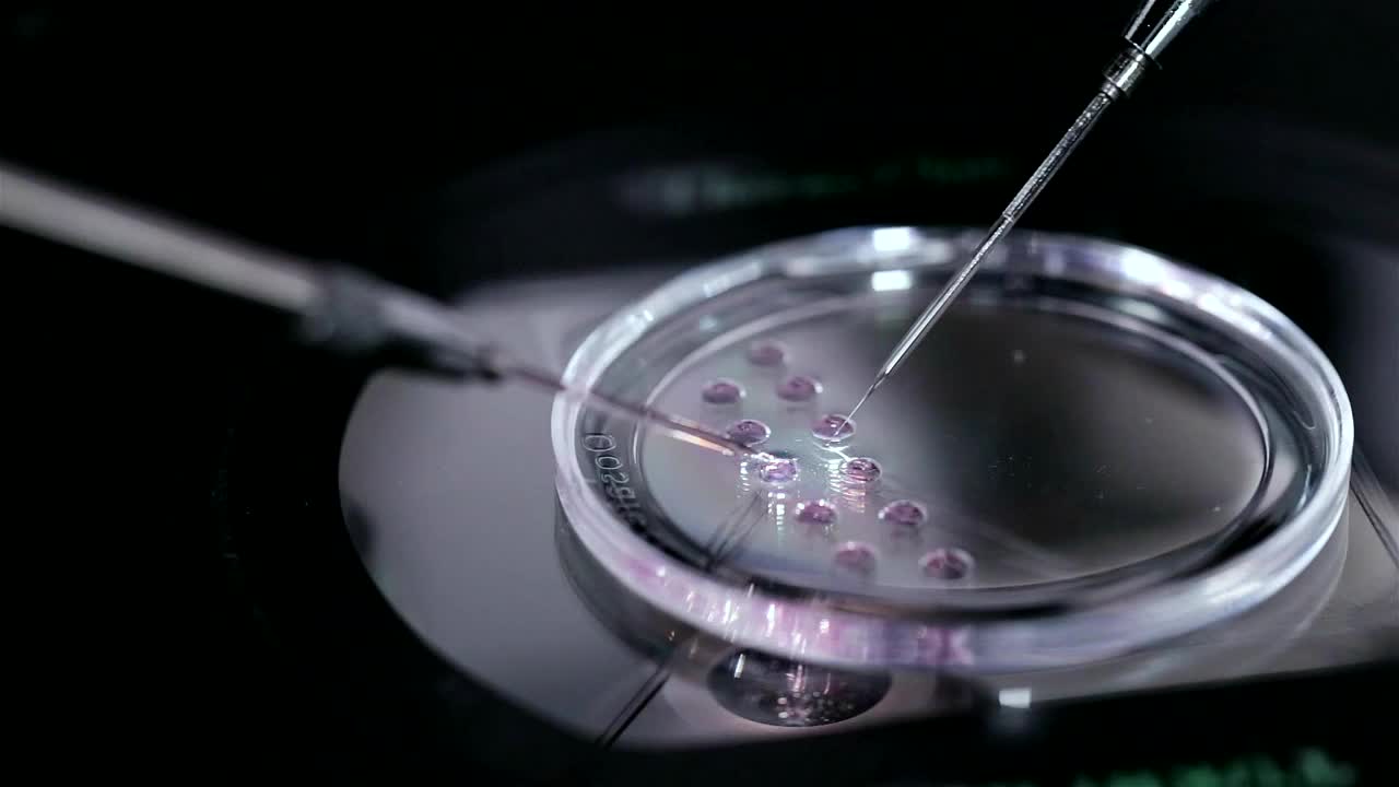 培养皿里有人类卵子。在体外受精。视频下载