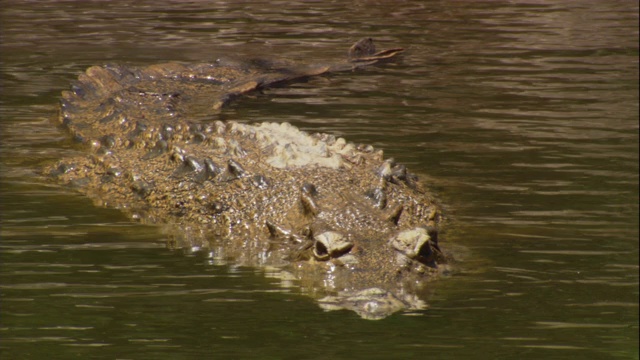 鳄鱼潜伏在河里。视频下载