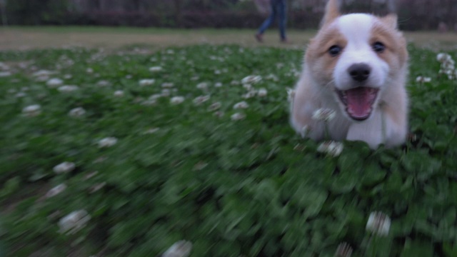 快乐的柯基小狗在室外追着相机跑视频素材