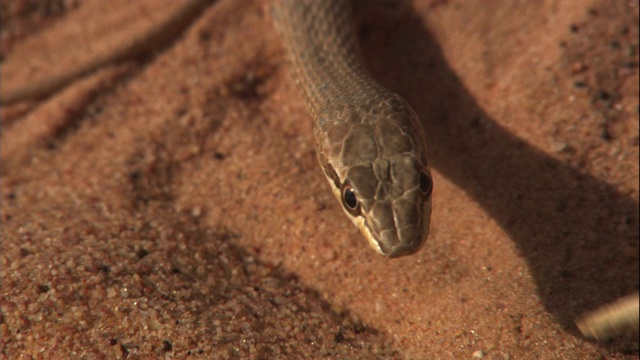 一根棍子把眼镜蛇的头从沙漠的地面上举起来。视频下载