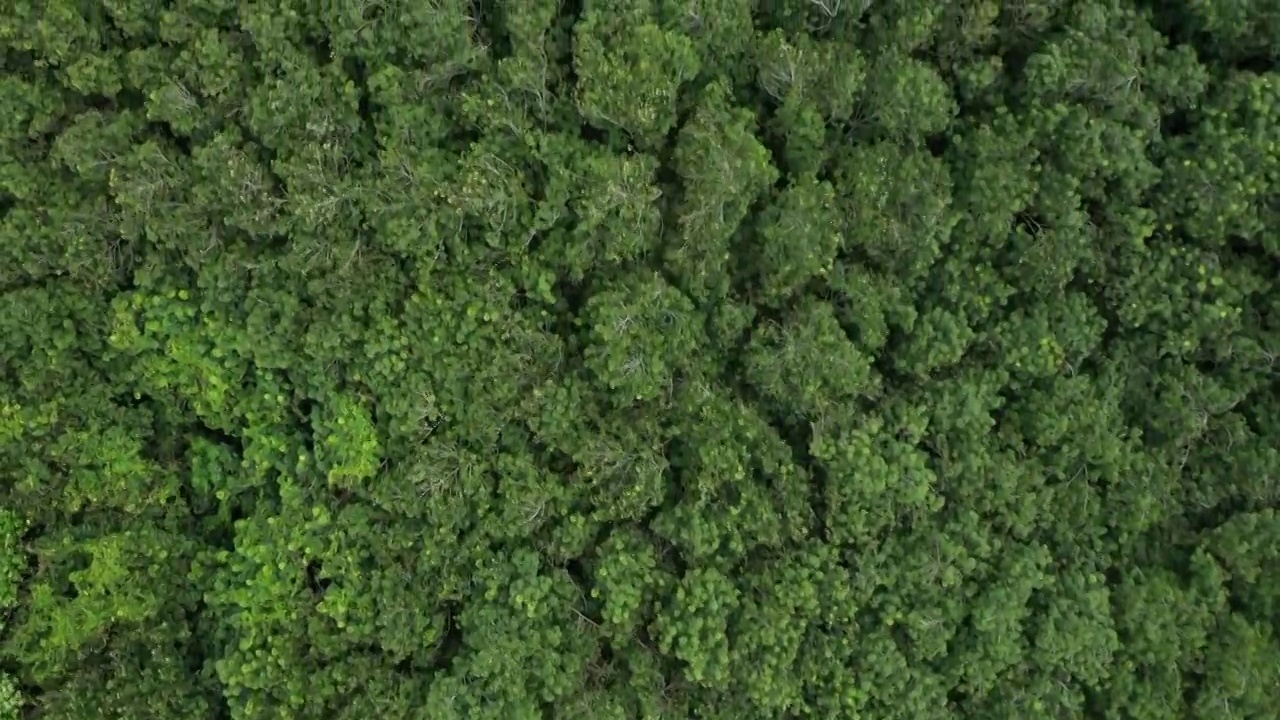 空中俯瞰雨林和风视频下载