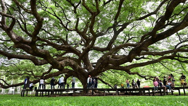 巨型猴荚树的绿叶和树枝，Kanjanaburi，泰国。视频素材