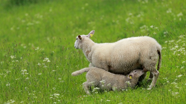 挪威。家羊妈妈用乳汁喂养羊羔。羊羔吃绵羊妈妈的奶。在挪威丘陵牧场饲养的绵羊和羊羔。春天绿色的草地。绵羊农场视频下载