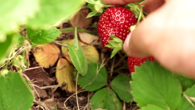 草莓是有机食品的特写视频素材