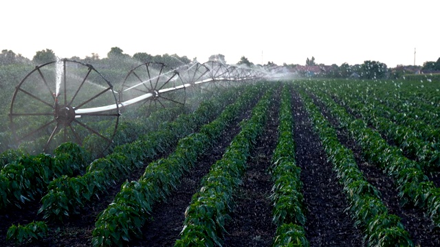 灌溉系统在农田灌溉作物视频素材
