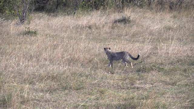 肯尼亚马赛马拉猎豹幼崽的追踪镜头视频素材