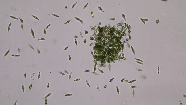 Euglena是一种单细胞鞭毛真核生物，显微镜下可用于教育。视频下载
