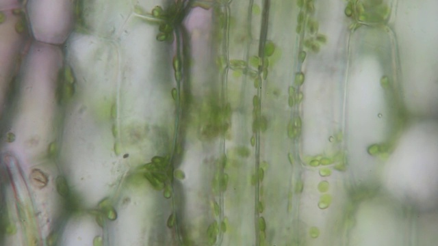细胞质流又称原质流和胞浆流，是植物细胞周围细胞质的液体成分——细胞质溶胶和细胞器的定向流动。视频下载