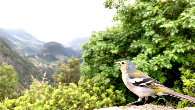 夏天马德拉岛高山上的马德拉苍头燕雀视频下载