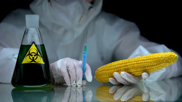 生物学家拿着注射器和玉米，烧瓶和生物危害液体放在桌上，毒素视频下载