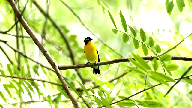 雄黄臀鹟(黄臀鹟)美丽的鸟，栖息在树枝上视频素材