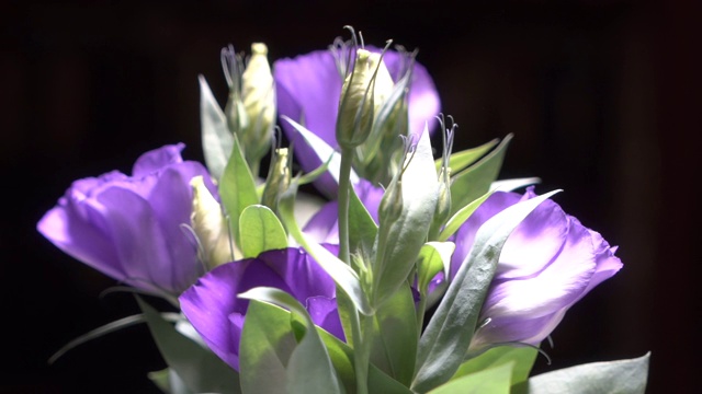 紫罗兰花旋转的背景。视频素材