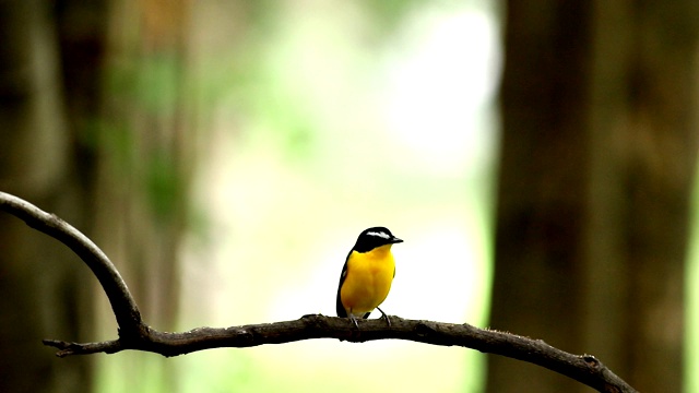 雄黄臀鹟(黄臀鹟)美丽的鸟，栖息在树枝上视频素材