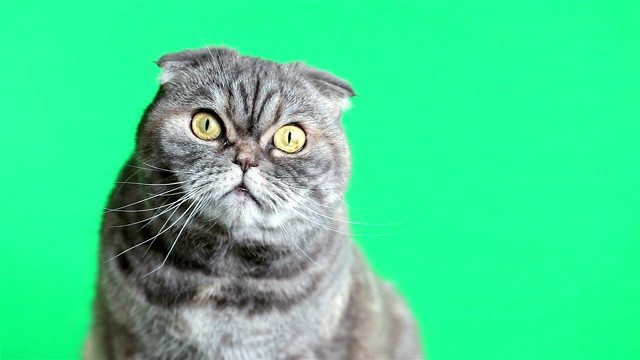 苏格兰折耳猫的猫。绿色背景下的猫。视频下载