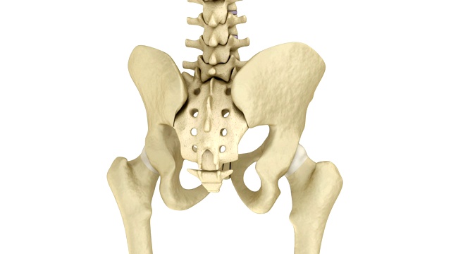 人类骨骼:骨盆和骶骨。医学精准3D动画视频下载