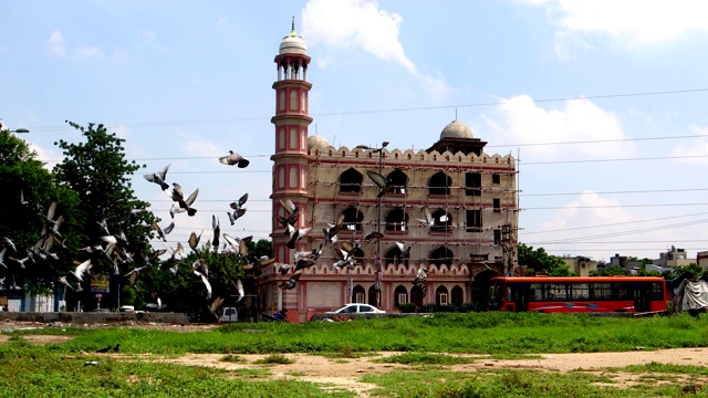 印度德里罗希尼贾玛清真寺附近的鸽子视频下载