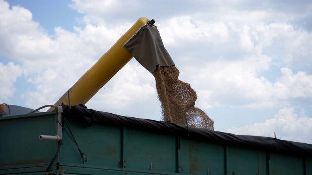 联合收割机把谷物倒进田里的卡车里。将刚收获的小麦倒入料仓的脱粒机。视频素材