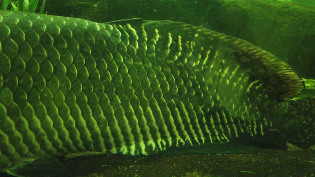 最大的淡水鱼视频素材