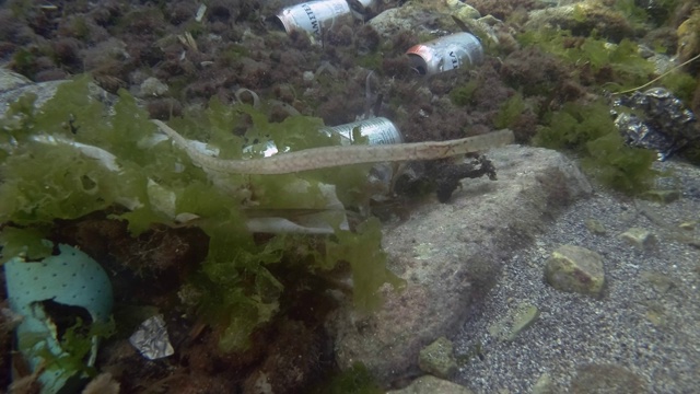 塑料污染，尖嘴鱼和其他鱼类在海底覆盖着大量垃圾。缓慢的运动。欧洲地中海海床上的塑料垃圾和铝啤酒罐。视频素材