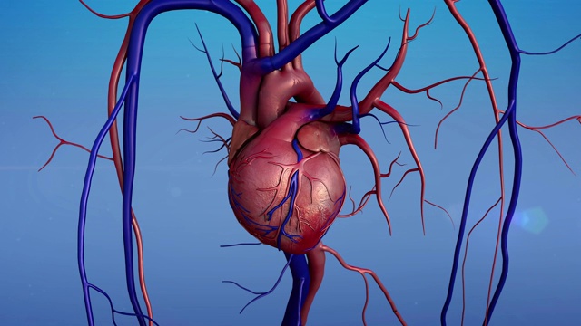 人类的心脏解剖视频素材