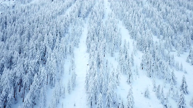 树被雪覆盖着视频素材