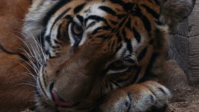 Benga Tiger看着相机视频下载