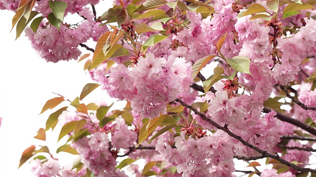 盛开的粉色樱花视频素材