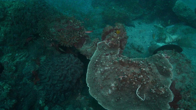 在日本海底尖峰，珊瑚鳟鱼捕食诱饵鱼视频下载