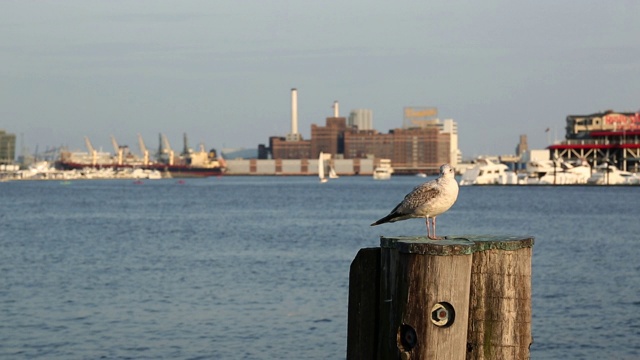 巴尔的摩港的海鸥视频下载