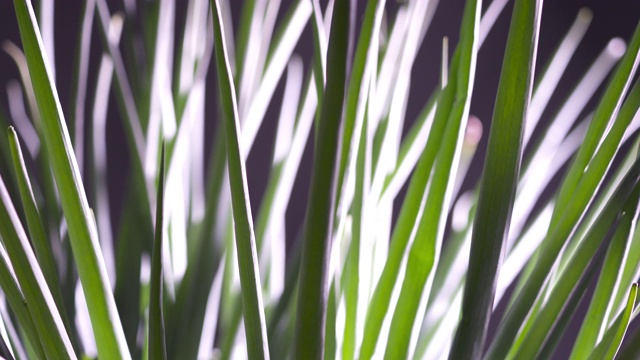 新鲜的绿洋葱束旋转特写。视频素材